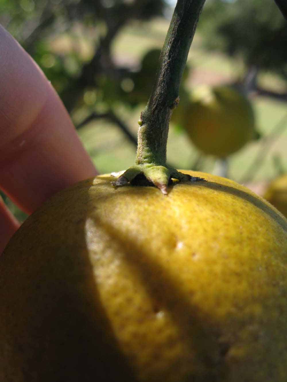              Fruit (Winter Haven, FL)       
